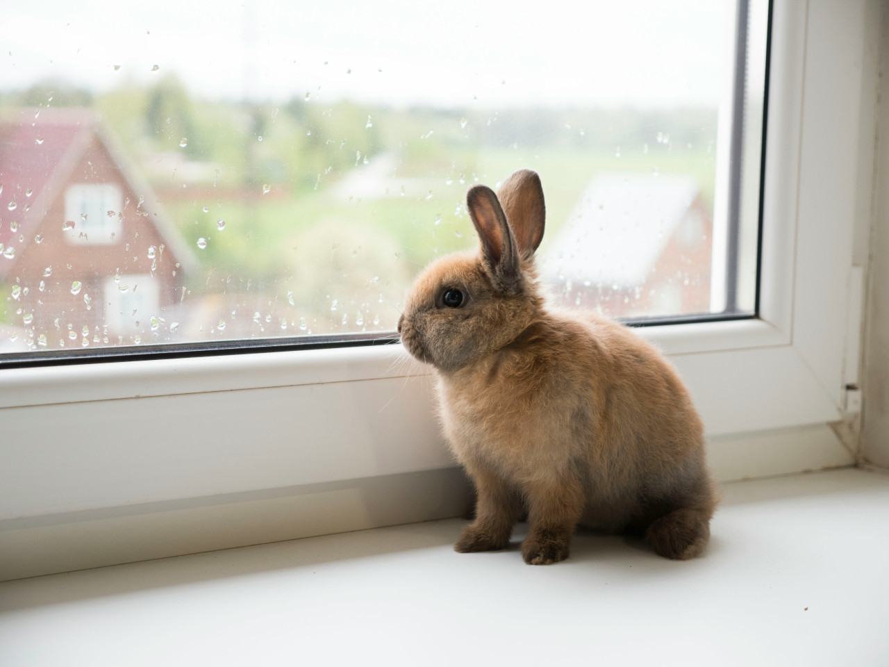 Conejo. Foto: Unsplash