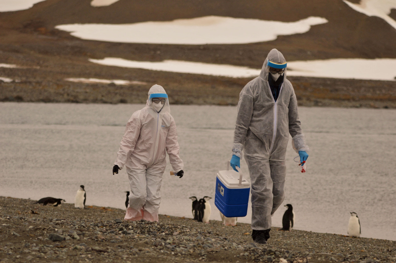 La OMS advierte sobre la propagación de la gripe aviar en mamíferos y humanos. Foto: Reuters.