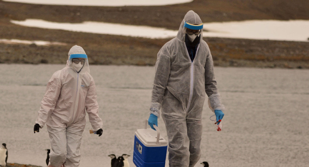 La OMS advierte sobre la propagación de la gripe aviar en mamíferos y humanos. Foto: Reuters.