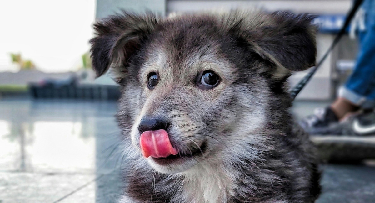 Perros. Foto: Unsplash