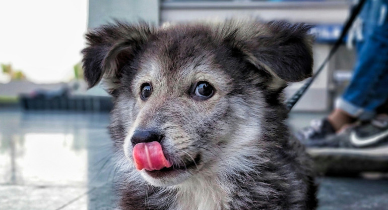 Perros. Foto: Unsplash