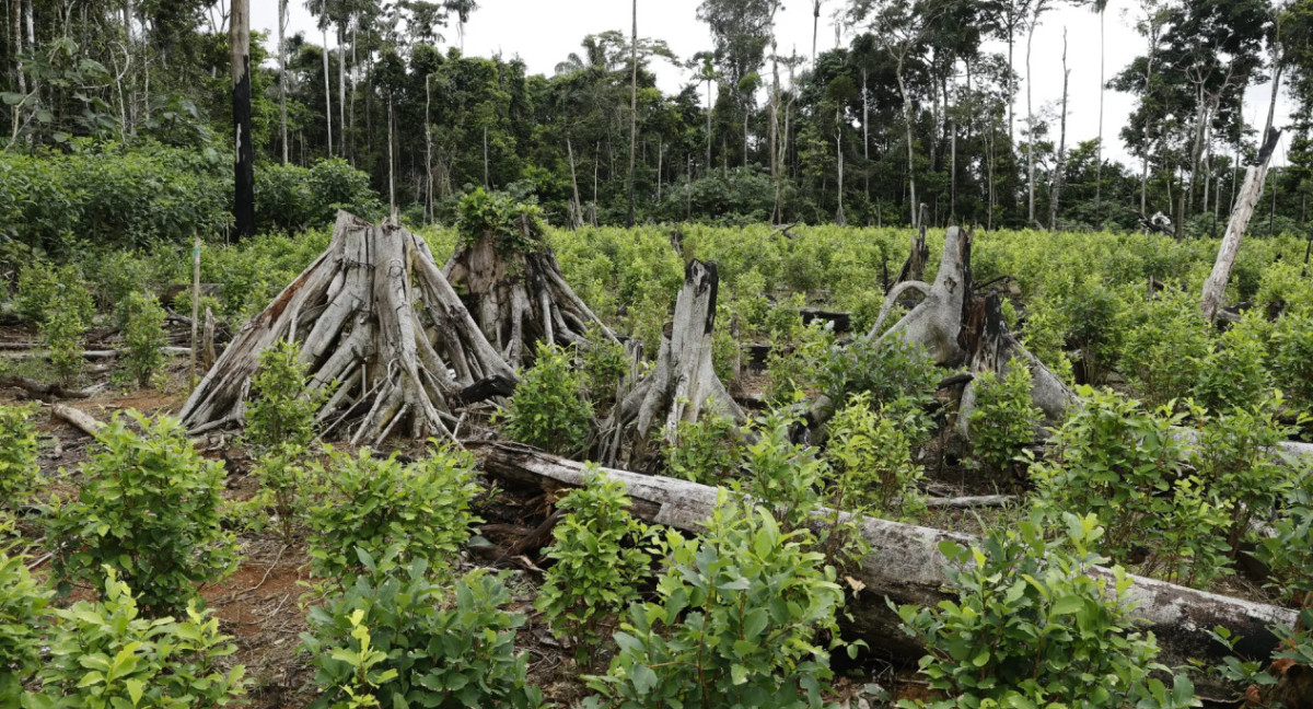 Amazonia. Foto: EFE