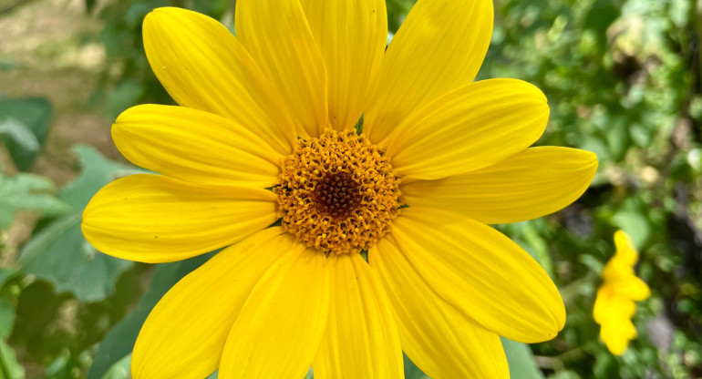 Asteraceae, planta. Foto: X