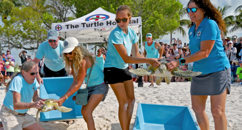 Tortugas marinas. Foto: EFE