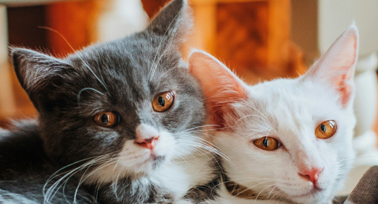 Gatos. Foto Unsplash.