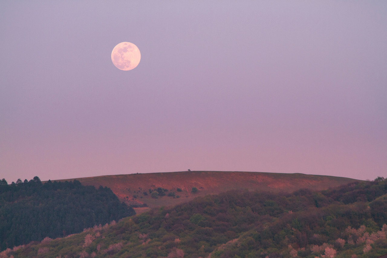 Luna Rosa. Foto: Unsplash.