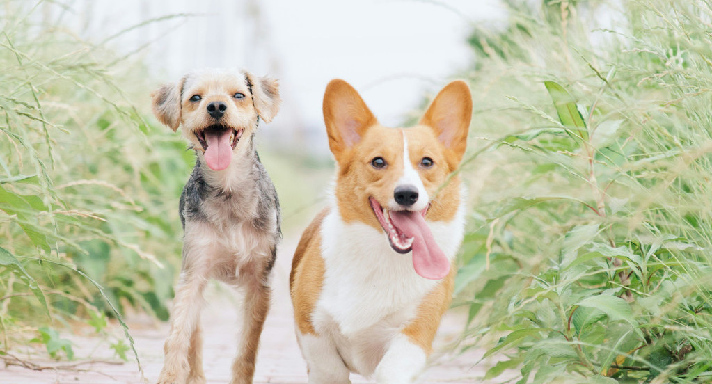 Perros. Foto: Unsplash.