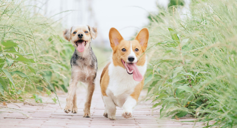 Perros. Foto: Unsplash.