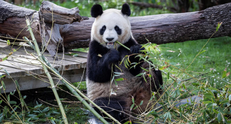 La pareja de pandas viaja desde China a España. Foto: EFE.