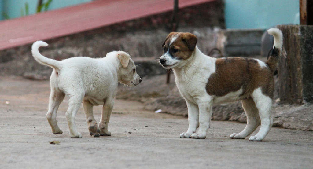 Perro. Foto Unsplash.