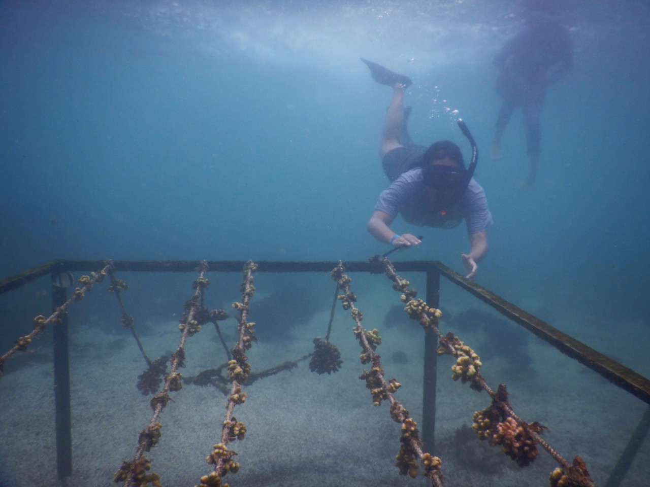 Trasplantes de arrecifes de coral en las Islas Galápagos. Foto: EFE