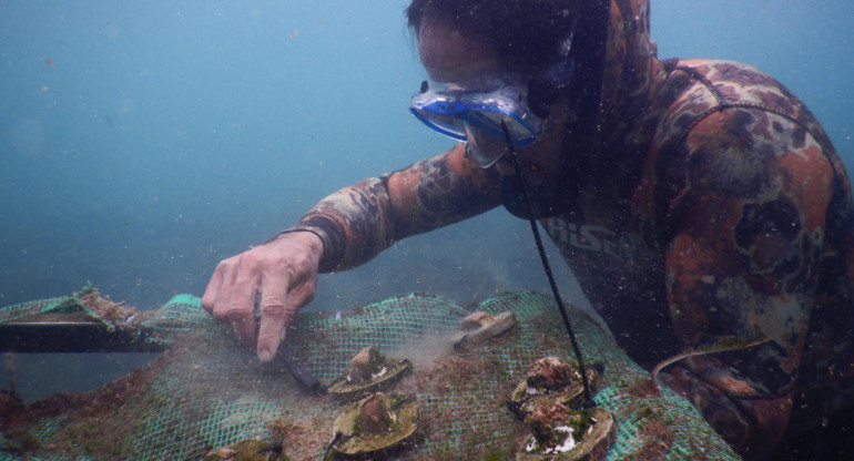 Trasplantes de arrecifes de coral en las Islas Galápagos. Foto: EFE