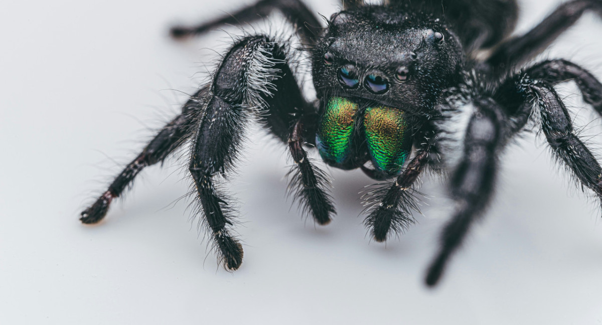 Araña. Foto: Unsplash