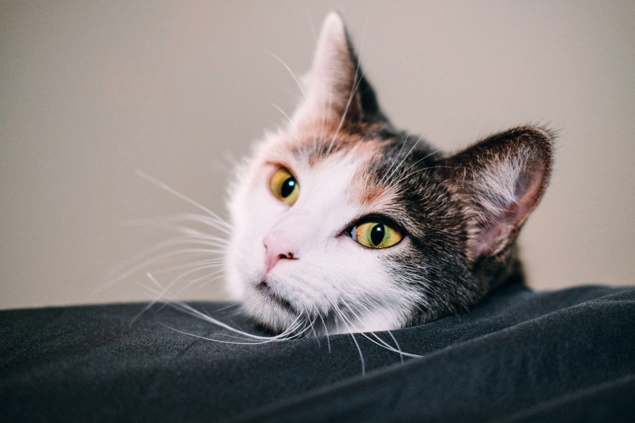 Gato. Foto: Unsplash