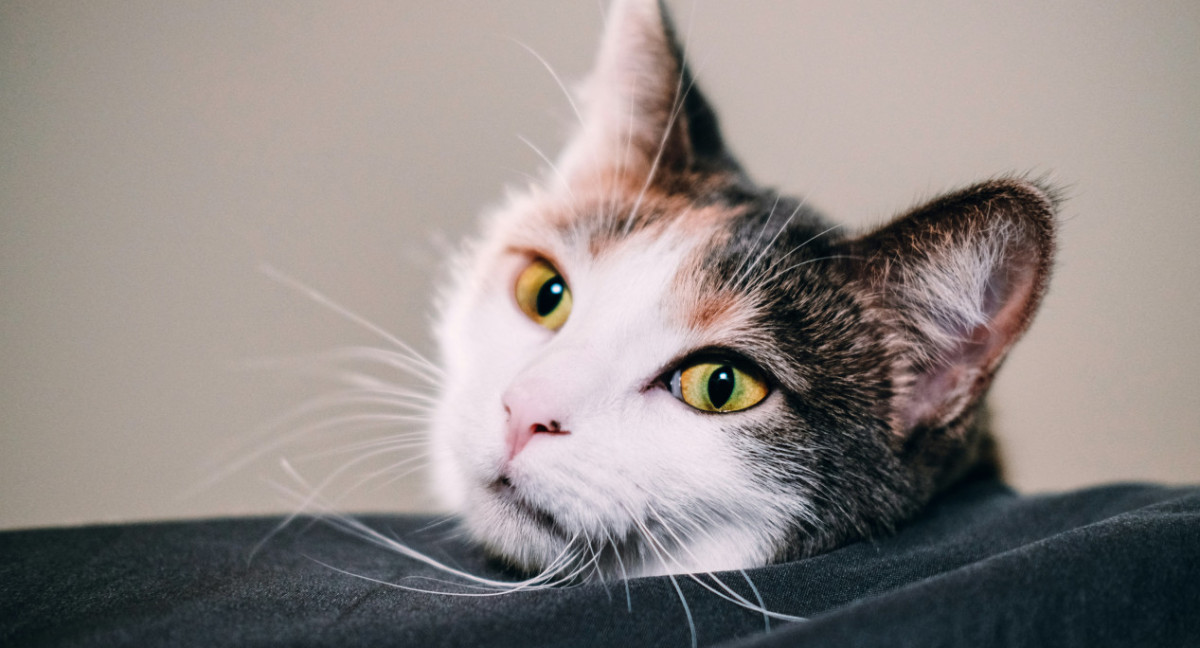 Gato. Foto: Unsplash