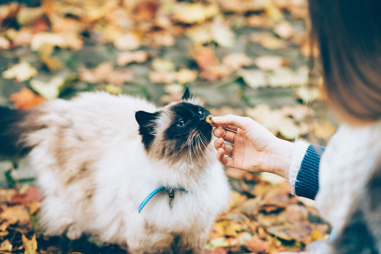 Gato. Foto: Unsplash