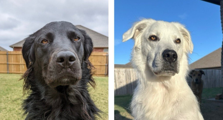 El perro negro que se volvió totalmente blanco en dos años. Foto X.