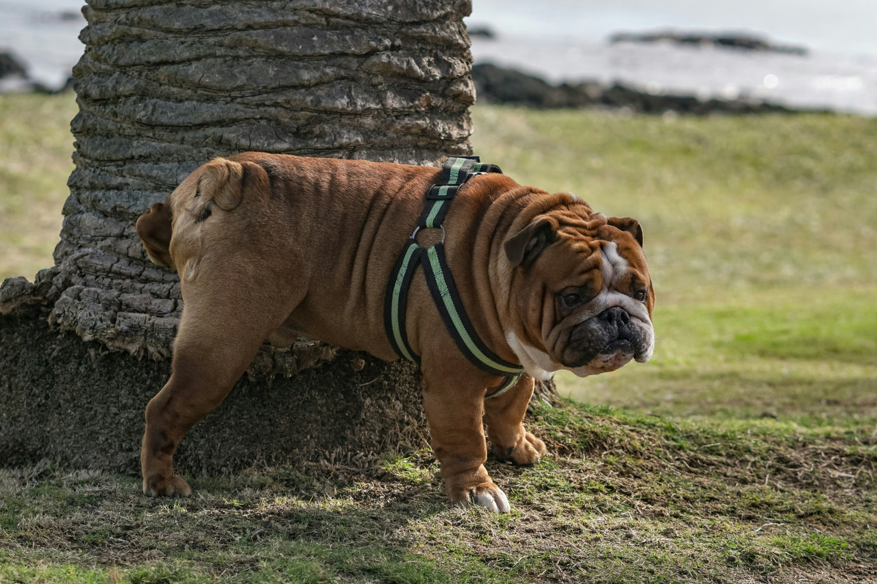 Cómo eliminar el olor a orina de las mascotas. Foto: Unsplash.