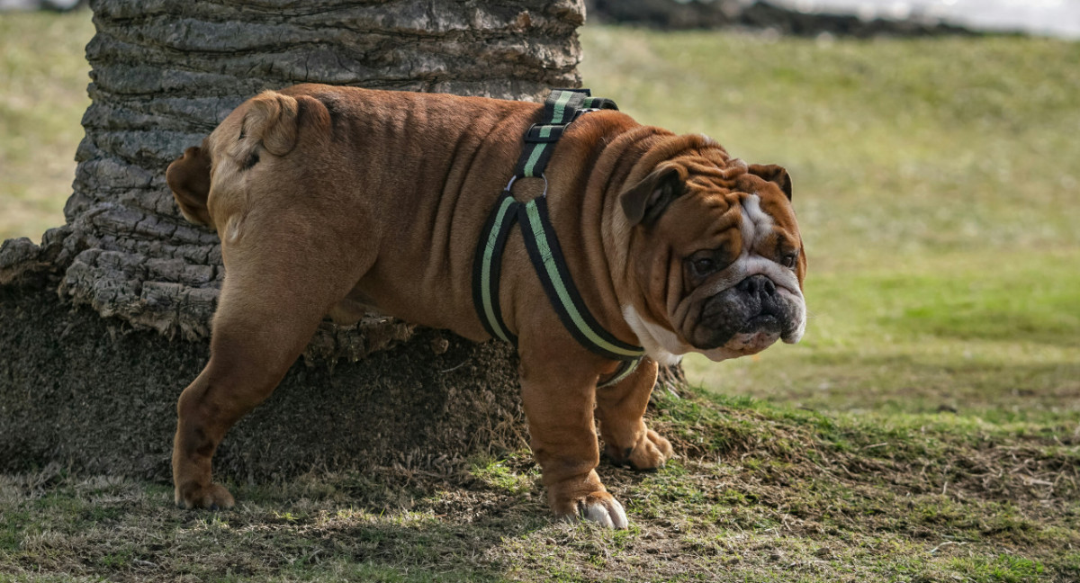 Cómo eliminar el olor a orina de las mascotas. Foto: Unsplash.