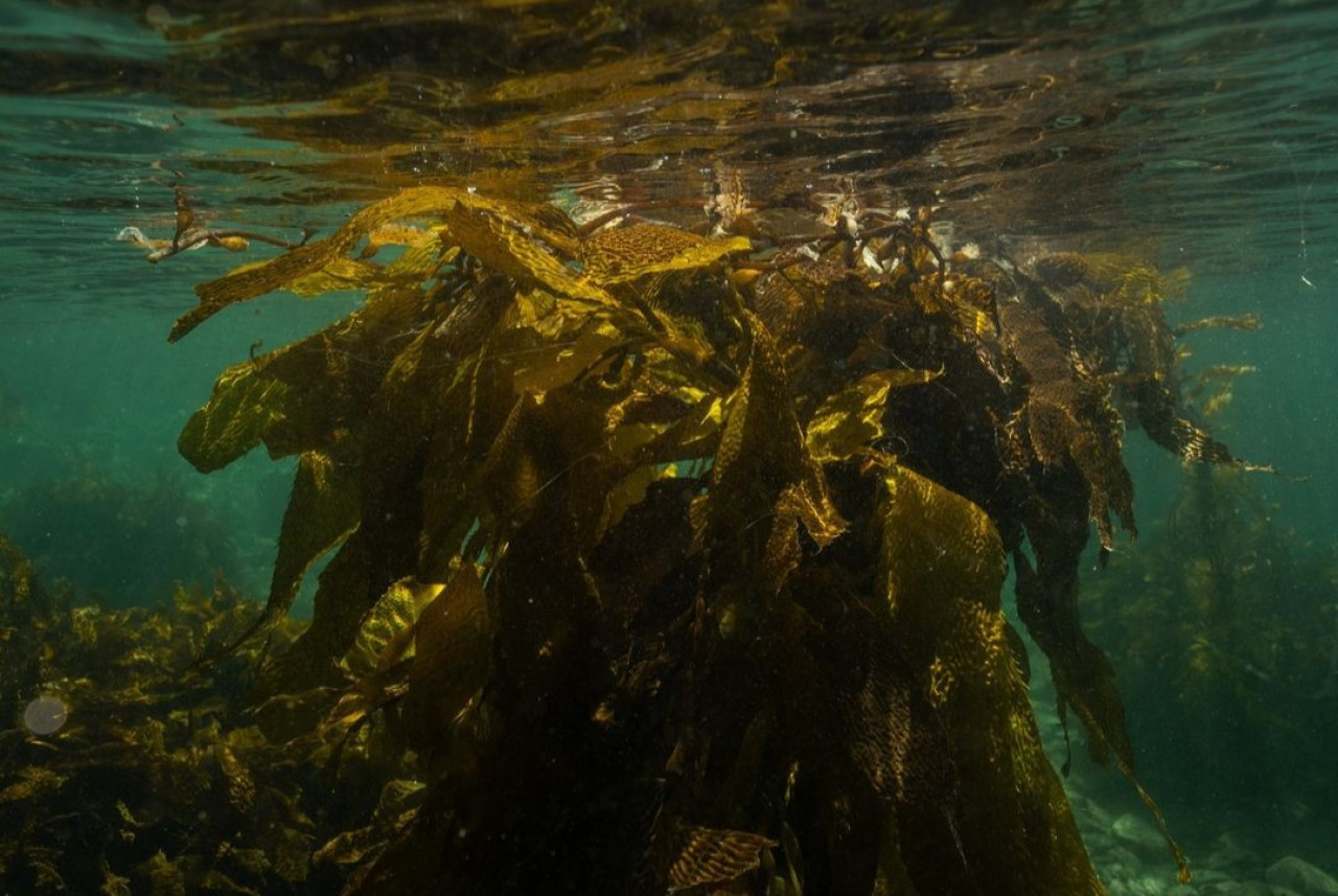 Bosques submarinos en Santa Cruz. Foto: Instagram/ @porelmar_org