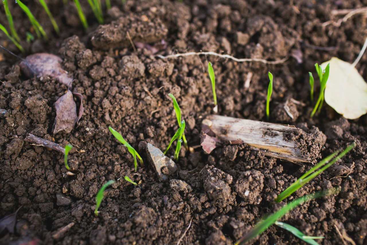 Agricultura en África. Foto: Unsplash.