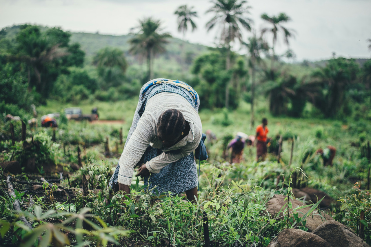 Agricultura en África. Foto: Unsplash.