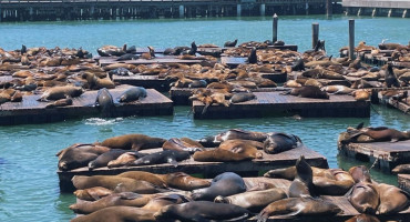 Lobos marinos en el muelle 39 de San Francisco. Foto: Instagram Pier39.