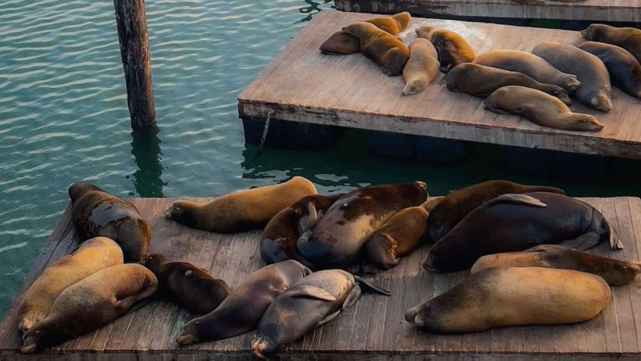 Lobos marinos en el muelle 39 de San Francisco. Foto: Instagram Pier39.