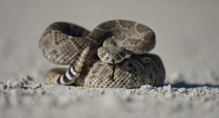 Serpiente. Foto: Unsplash