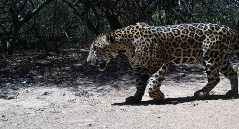 El nuevo yaguareté avistado en la Reserva Natural Formosa. Foto: NA