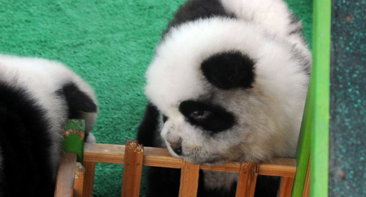 Le tiñeron el pelo a dos perros para hacerlos pasar por osos pandas. Foto X.