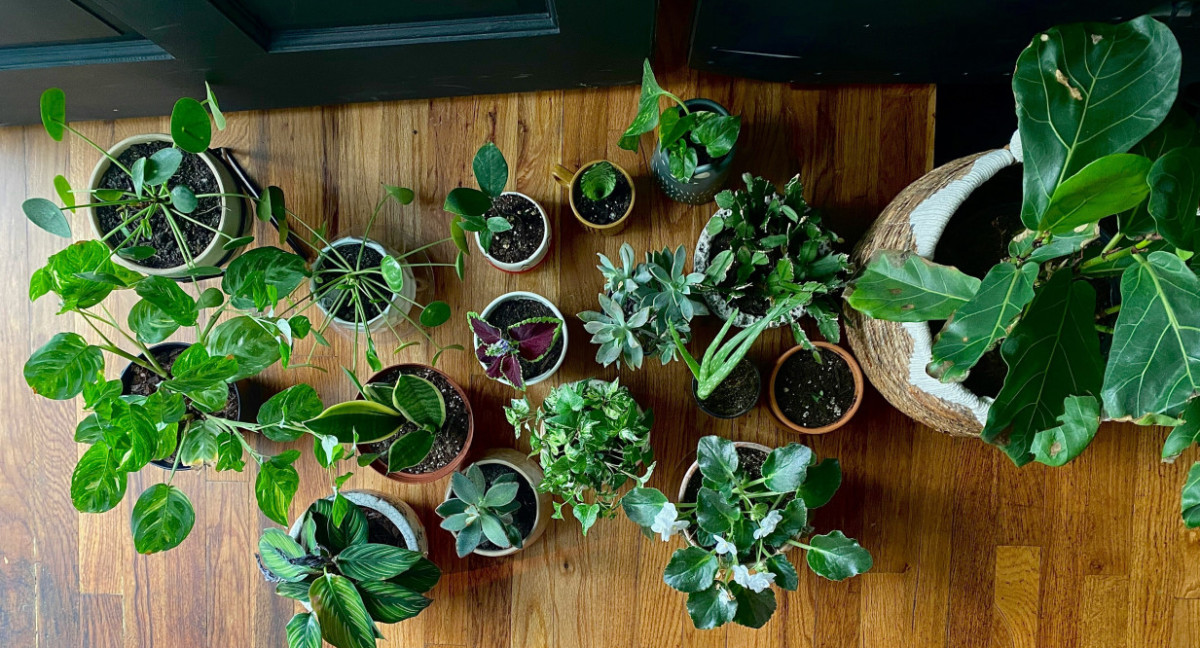 Plantas. Foto: Unsplash.