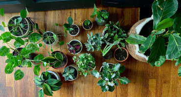 Plantas. Foto: Unsplash.