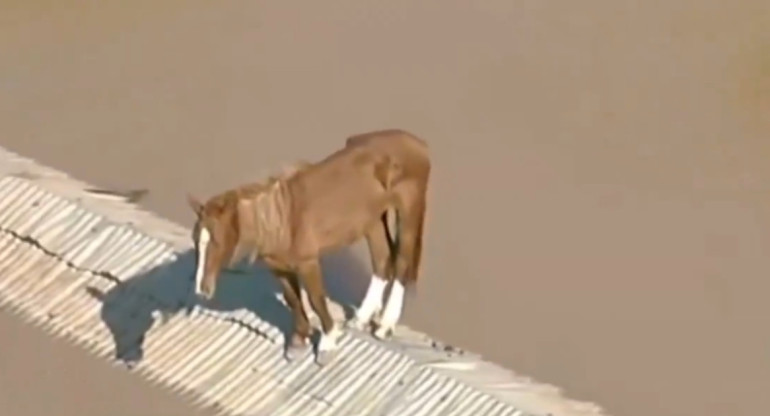 Desgarradora imagen que dejan las inundaciones de Brasil. Foto: captura video