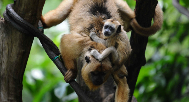 Monos Carayá. Foto: X