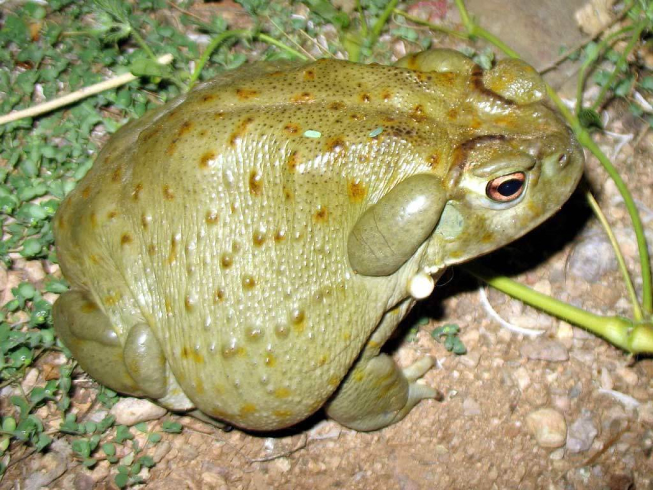 Sapo del Desierto de Sonora.Foto: argentinat.org