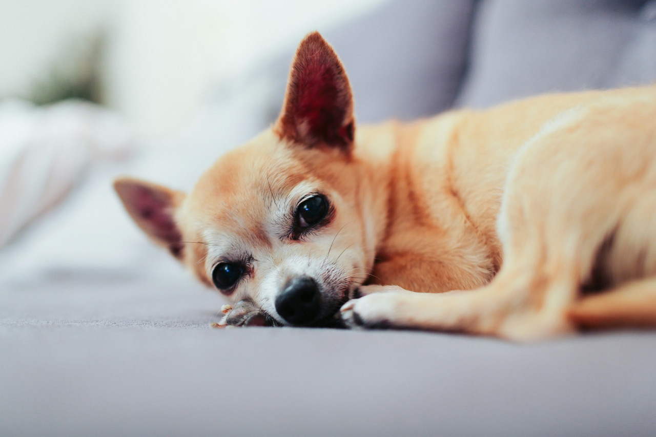 Perro, animales, mascotas. Foto Unsplash.