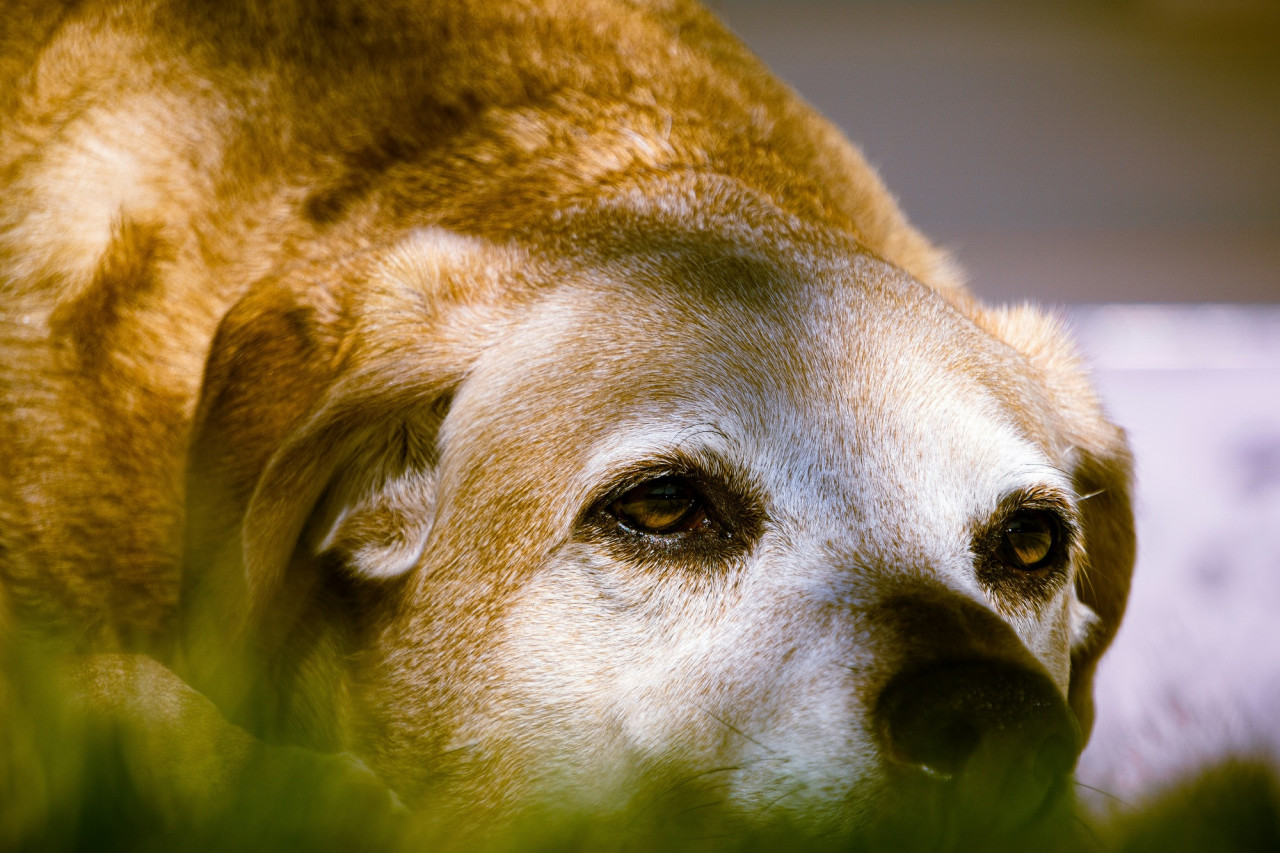 Perro, animales, mascotas. Foto Unsplash.