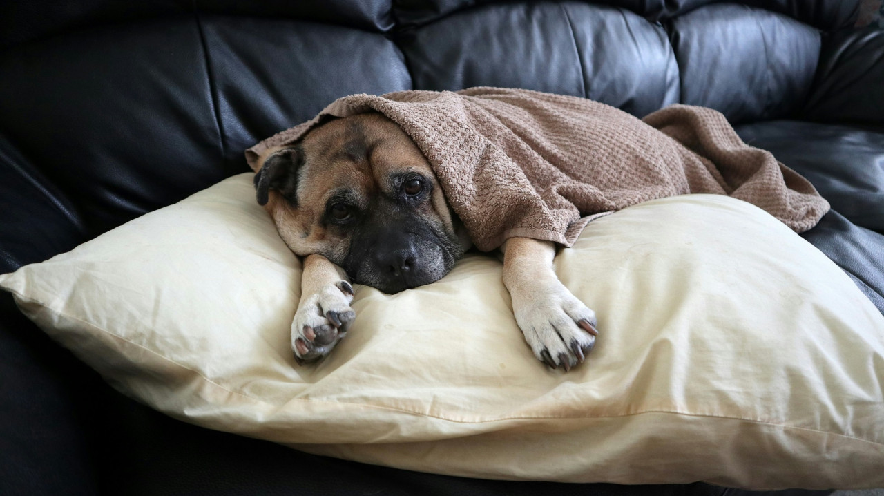 Perro, animales, mascotas. Foto Unsplash.