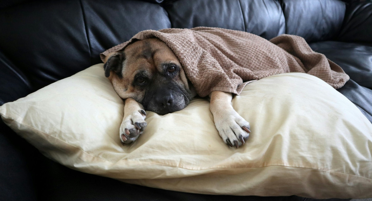 Perro, animales, mascotas. Foto Unsplash.