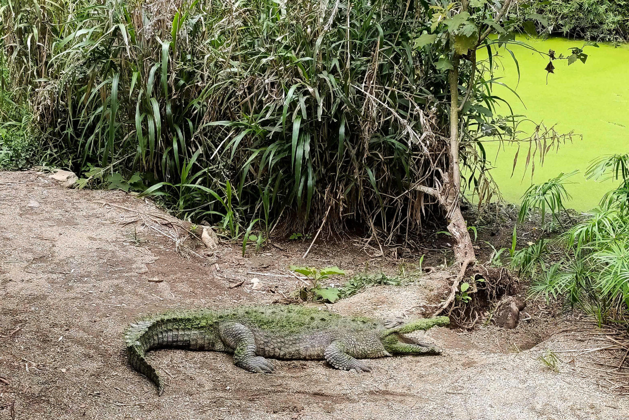 Costa Rica cierra sus zoológicos. Foto: EFE