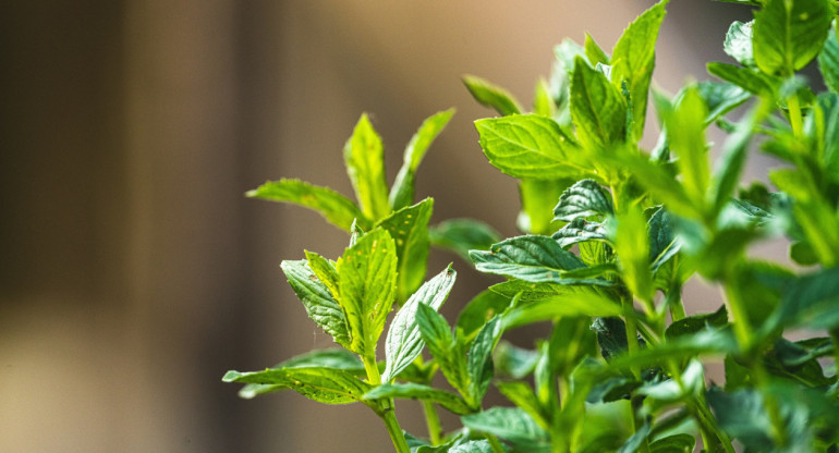 Planta, menta, hogar. Foto Unsplash.