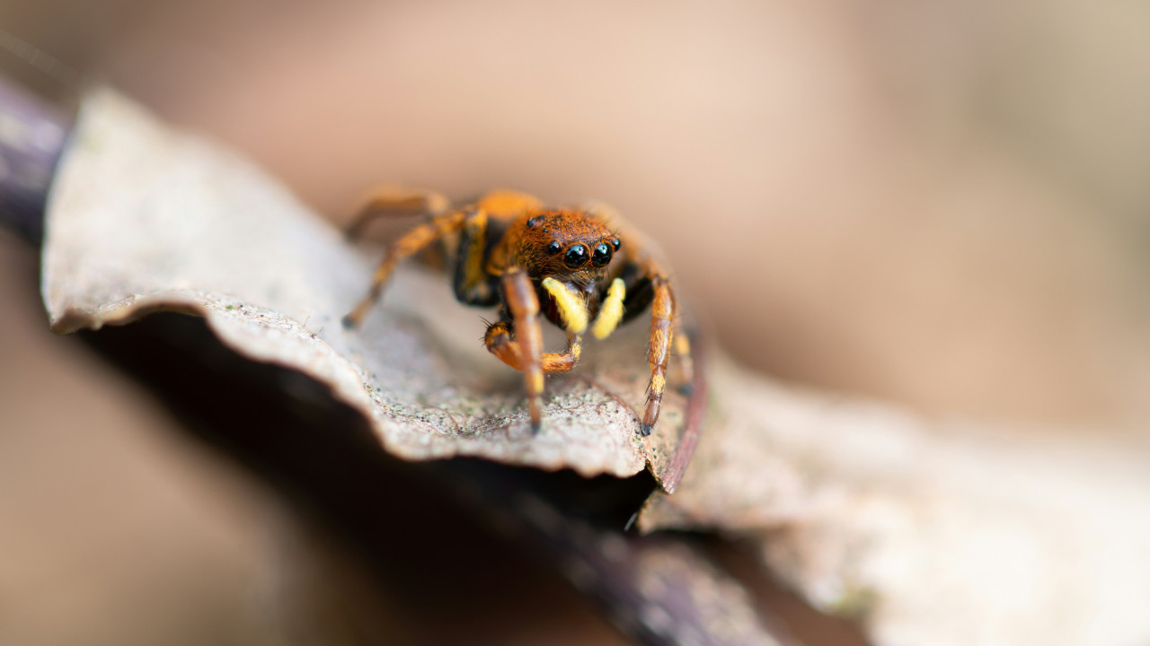 Arañas venenosas. Foto: Unsplash