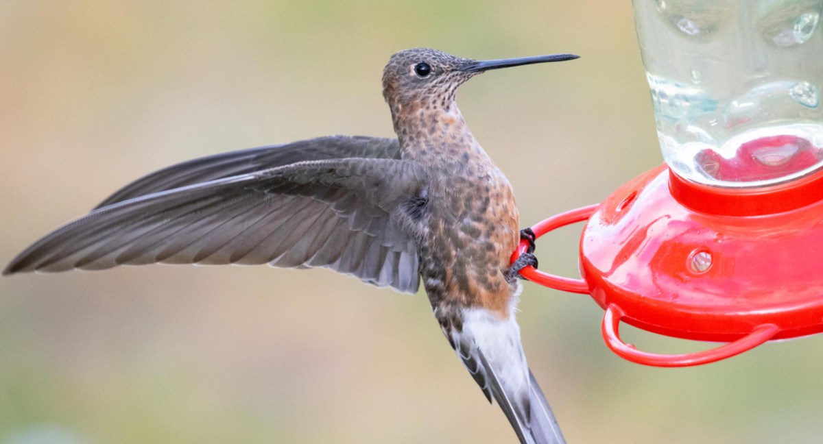 Colibrí gigante. Foto: EFE.