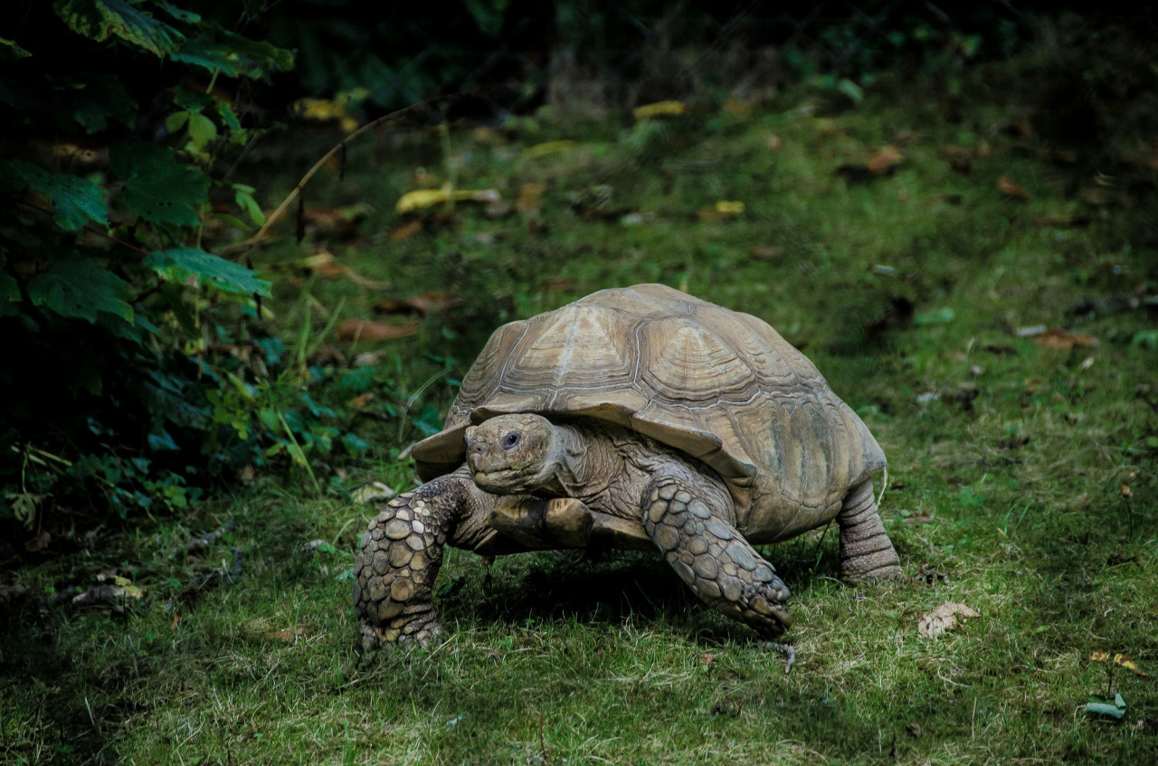 Tortuga, animales. Foto Unsplash.