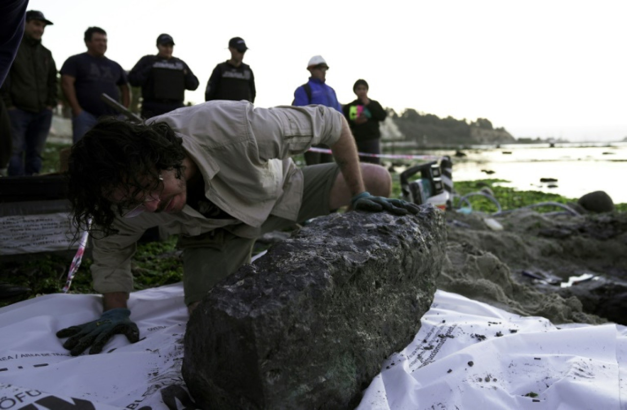 Descubren los restos de un reptil marino de 70 millones de años en la costa chilena. Foto: X/@uchile