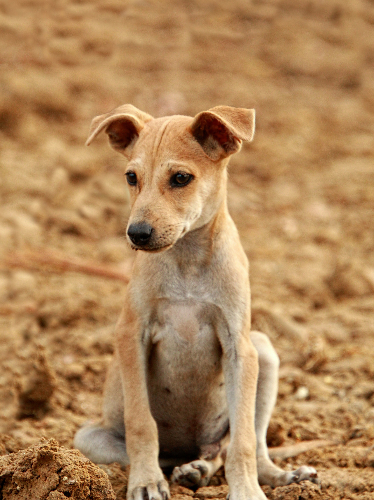 Mestizo o perro mongrel. Foto: Unsplash.