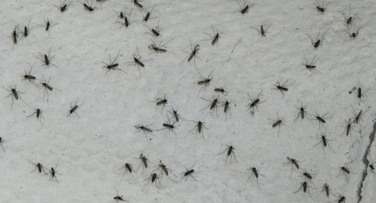 Mosquitos. Foto: EFE