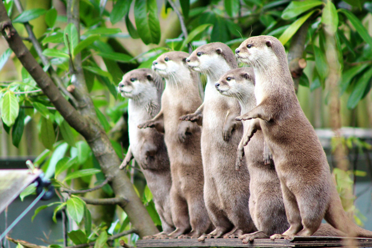 Nutria, nutrias, animal. Foto Unsplash.