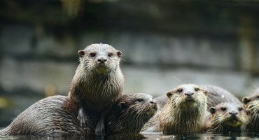 Nutria, nutrias, animal. Foto Unsplash.